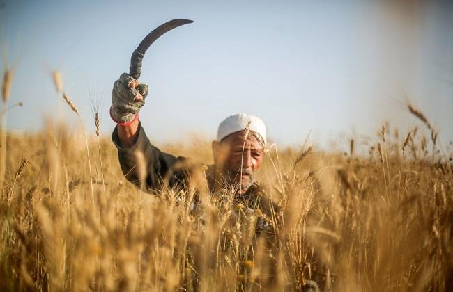بعد افتتاح الرئيس لـ موسم حصاد القمح .. نستعرض تألق الذهب الأصفر بمصر