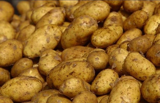 10 أطنان في الساعة .. تفاصيل افتتاح مصنع البطاطس شرق العوينات