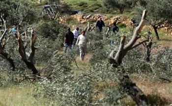 مستوطنون متطرفون يقطعون أشجار الزيتون واللوزيات في بيت لحم