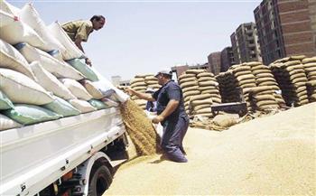 المنيا: توريد 197 ألفا و640 طنا من محصول القمح للشون والصوامع