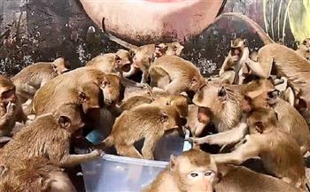العثور على 40 قردا نافقا في ولاية أوتار براديش بالهند
