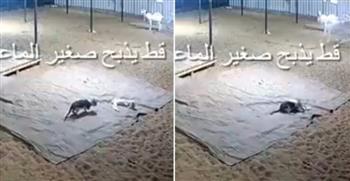 مشهد مروع.. قط يفترس ماعز صغير ويسحبه من أمام أمه ويهرب به (فيديو)