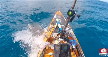 الأخطر في العالم.. لحظة مهاجمة سمكة قرش لصياد على متن قاربه (فيديو)