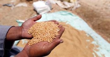 تموين المنيا: توريد 273 ألفًا و368 طنًا من محصول القمح