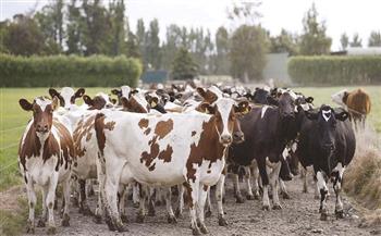 استعدادًا لعيد الأضحى.. «الزراعة»: استيراد 170 ألف رأس ماشية لطرحها في الأسواق