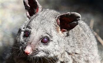 حيوان يشبه الفأر يرعب سيدة أسترالية أثناء نومها «فيديو»