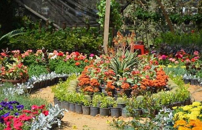 مع افتتاح النسخة الـ90.. كل ما تريد معرفته عن معرض زهور الربيع والمنتجات المعروضة به