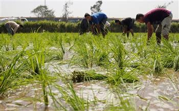 كفر الشيخ تستخدم طريقة «السطارة» في زراعة الأرز لتوفير المياه