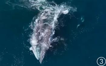 معركة نادرة بين الأوركا السفاح والحيتان الرمادية تدهش العلماء «فيديو»