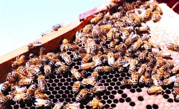 قلب الأم.. أمريكية تستقبل 75 لدغة نحلة لتحمي أطفالها