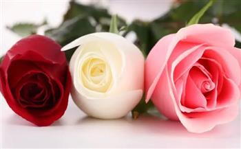 «الورود»..تعرفي على صفات محبيها وفوائدها للبشرة