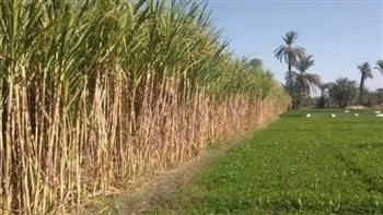 وزير الري: خطة تنفيذية للتحول للري الحديث بمزارع قصب السكر