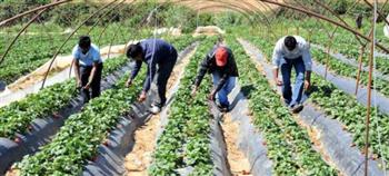 «القوى العاملة»: تفعيل اتفاقية تشغيل عمال مصريين في قطاع الزراعة باليونان