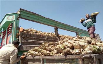 «الدلتا للسكر»: استلام 920 ألف طن بنجر سكر من المزارعين حتى الآن