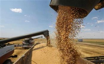 «زراعة الوادي الجديد» توريد 125 ألفا و586 طنا من القمح 