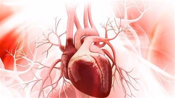 معجزة.. علماء نجحوا في محاكاة القلب البشري عن طريق الخلايا الجزعية 