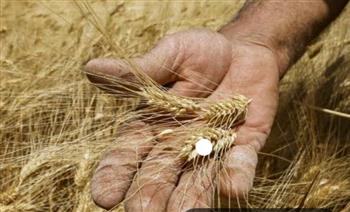 رئيس البورصة السلعية يحسم الجدل بشأن طلب الحكومة جدولة مستحقات القمح