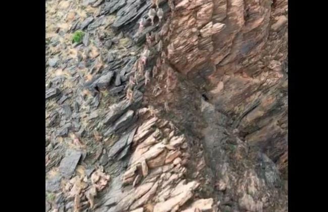 طائرة بدون طيّار.. سعودي يلجأ لحيلة لا تخطر على البال لطرد القرود من مزرعته (فيديو)