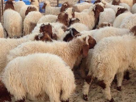 مع اقتراب عيد الأضحى 2023.. شروط الأضحية وسنها وحكم الاشتراك فيها
