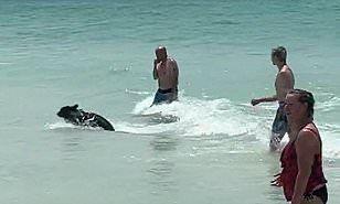 صدمة للسياح في فلوريدا بسبب دب يسبح «فيديو»