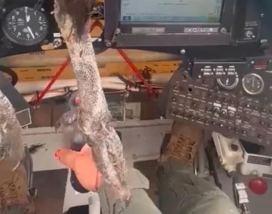 فيديو.. طائر ضخم يقتحم قمرة قيادة طائرة في الجو ورد فعل غير متوقع من قائدها