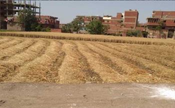 محافظ الغربية: صوامع المحافظة استقبلت 167 ألف طن من محصول القمح