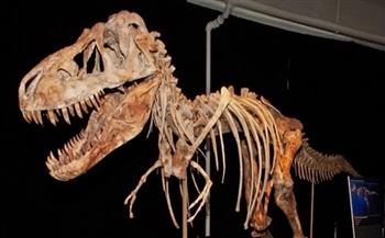 اكتشاف عظام ديناصور من نوع صوروبودا في روسيا
