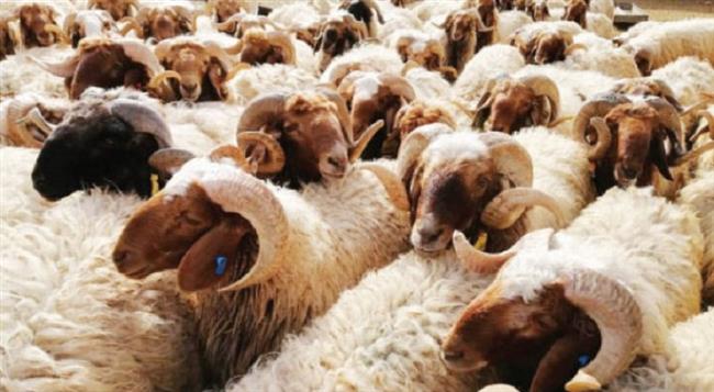 مع اقتراب عيد الأضحى.. نصائح لشراء الأضحية السليمة وشروط صحتها