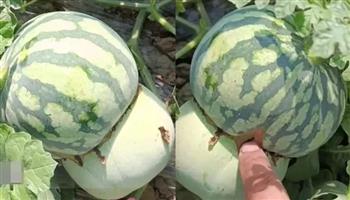 مزارع صيني يزعم إنتاج ثمرة هجين نصفها من البطيخ والآخر من الشمام