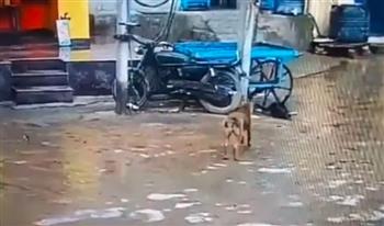 وفاء لا يعرف الحدود.. كلب يضحي بحياته لإنقاذ صديقه من الصعق بالكهرباء (فيديو)
