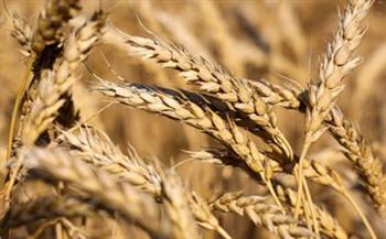 دراسة: القمح في خطر بسبب تغير المناخ