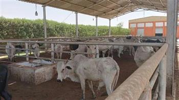 التموين: ضخ أكثر من 25 ألف رأس ماشية من عدة مناشئ إفريقية بالمنافذ بأسعار مناسبة