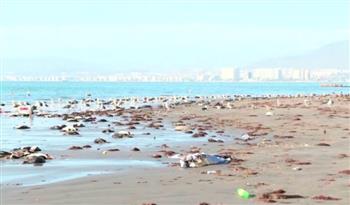 في ظروف غامضة.. نفوق آلاف الطيور على شواطئ تشيلي (فيديو)
