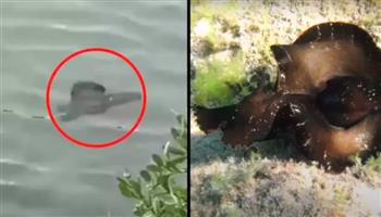 اكتشاف مخلوق غريب يثير حيرة خبراء البحار (فيديو)