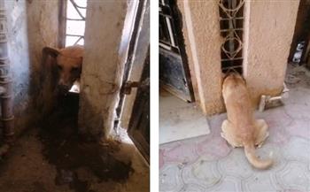 «محتجز داخل أسياخ بوابة حديدية».. الحماية المدنية تنقذ كلبا بالفيوم