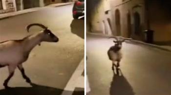 حيوانات حديقة باريس تنطلق في الشوارع بسبب المظاهرات (فيديو)