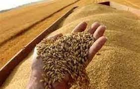 محافظة المنيا: توريد 471 ألف طن من القمح بـ 42 موقعًا