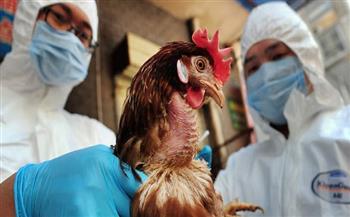 الأمم المتحدة: تفشي إنفلونزا الطيور بين الحيوانات يشكل خطرا على البشر