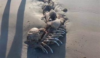 الأسطورة تحققت.. العثور على جثة حورية البحر يضع الجميع في حيرة