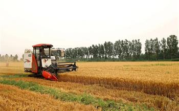 إنتاج القمح في الصين ينخفض 0.9٪ بسبب أضرار ناجمة عن الأمطار