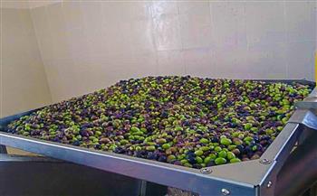 سبتمبر المقبل.. بدء حصاد ثمار الزيتون في عُمان 