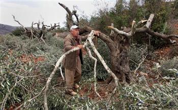بيت لحم: الاحتلال يقتلع عشرات الأشجار المثمرة في حوسان
