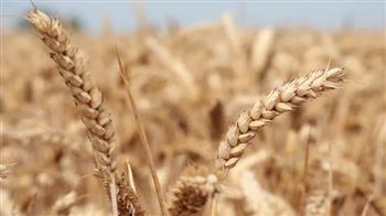 صندوق النقد الدولي يعطي تقييما للأمن الغذائي العالمي بعد توقف صفقة الحبوب
