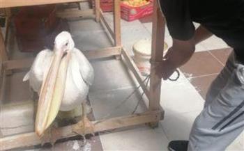 «فؤاد» تشيد بدور المجتمع المدني في حماية البيئة عقب إنقاذ طائر البجعة البيضاء