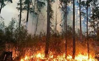 160 مليون طن غاز ضار .. حرائق الغابات بالعالم تهدد البشرية