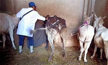 «الزراعة»: قافلة بيطرية مجانية لعلاج مواشي صغار المزارعين ببني سويف