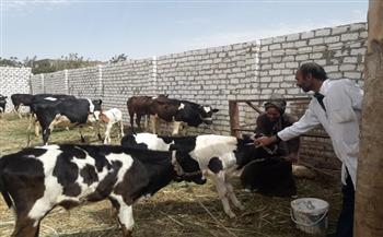 «بيطري الأقصر»: تحصين 10 آلاف و500 من الماشية ضد الأمراض الوبائية