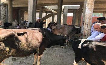 محافظ كفر الشيخ: تحصين 110 آلاف رأس ماشية وتنظيم 120 حملة توعوية للمربين