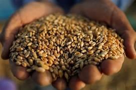 ارتفاع واردات مصر من القمح 34% منذ بداية 2023