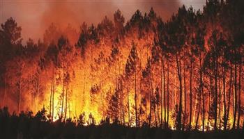 الإمارات تعزي الجزائر في ضحايا حرائق الغابات